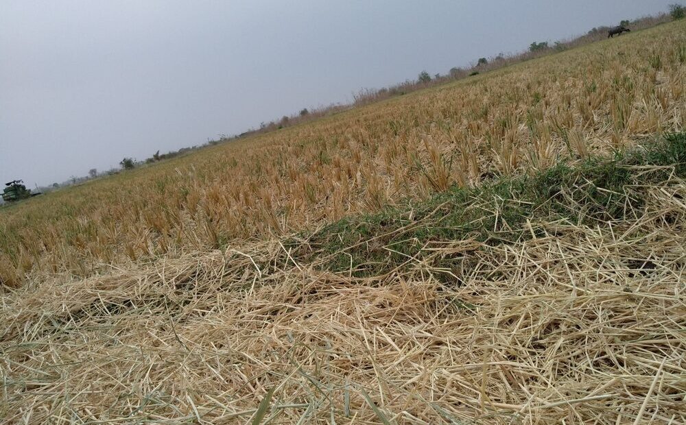 Immagine di eventi climatici che colpiscono l'agricoltura