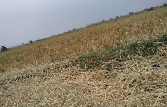 Immagine di eventi climatici che colpiscono l'agricoltura