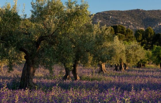 Giacenze di olio d'oliva in Italia