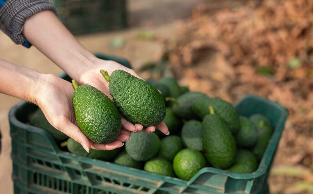 Halaesa espande la produzione di avocado in Sicilia
