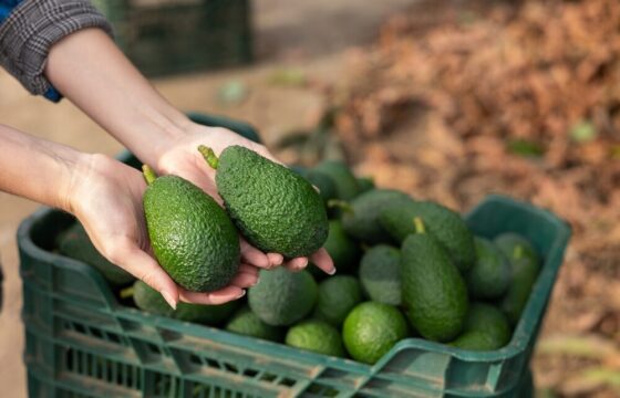 Halaesa espande la produzione di avocado in Sicilia
