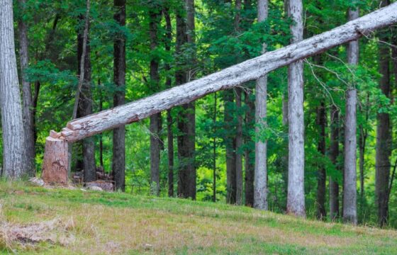 Fiera Sicam di Pordenone, esposizione di pannelli in legno